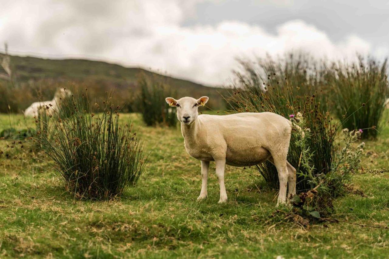 Oaklane Glamping Cabins Kenmare Eksteriør bilde